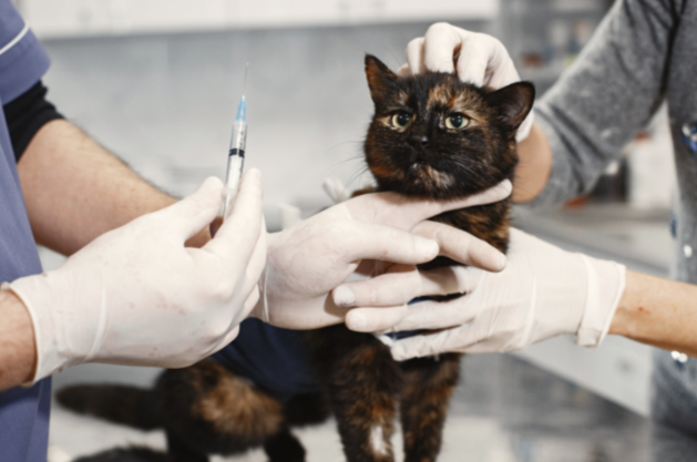 своевременная вакцинация кошки