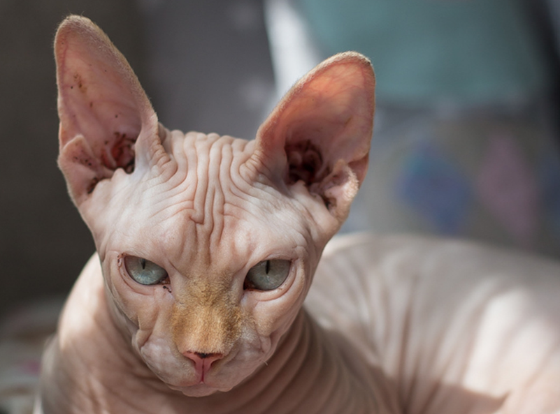 Кот породы Сфинкс с бирюзовыми глазами