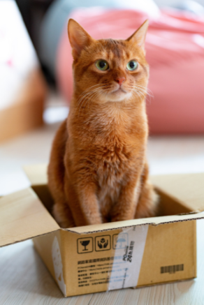 Рыжий кот в коробке